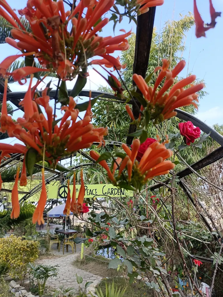 Peace Garden Restaurant entrance with Peace Garden sign and orange trumpet flowers